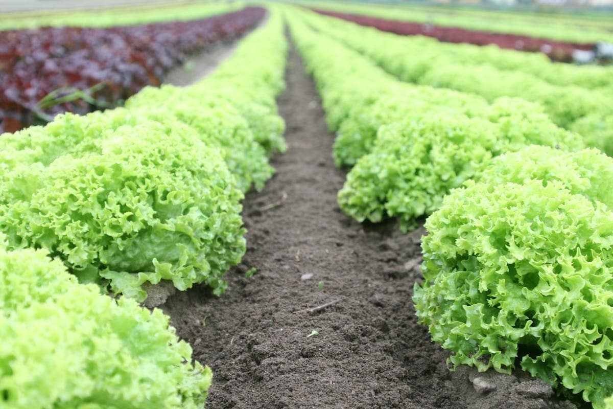 Les astuces pour accélérer la croissance des salades dans votre jardin