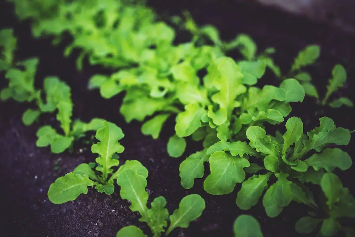 croissance salades