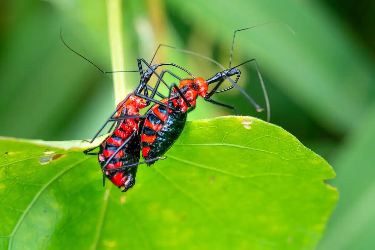 Découvrez les meilleures applications gratuites pour identifier les insectes avec précision