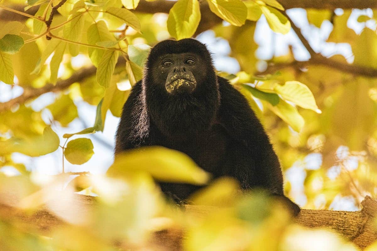 Le singe hurleur à tête rouge : une autre espèce fascinante à découvrir !