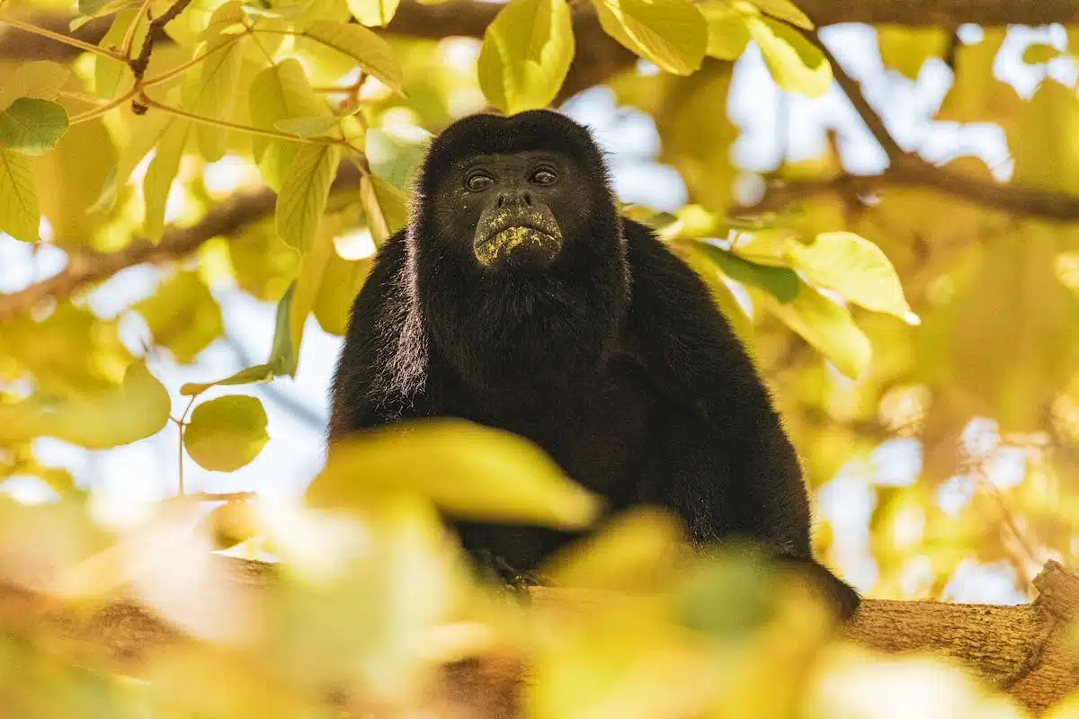 Le singe hurleur à tête rouge : une autre espèce fascinante à découvrir !