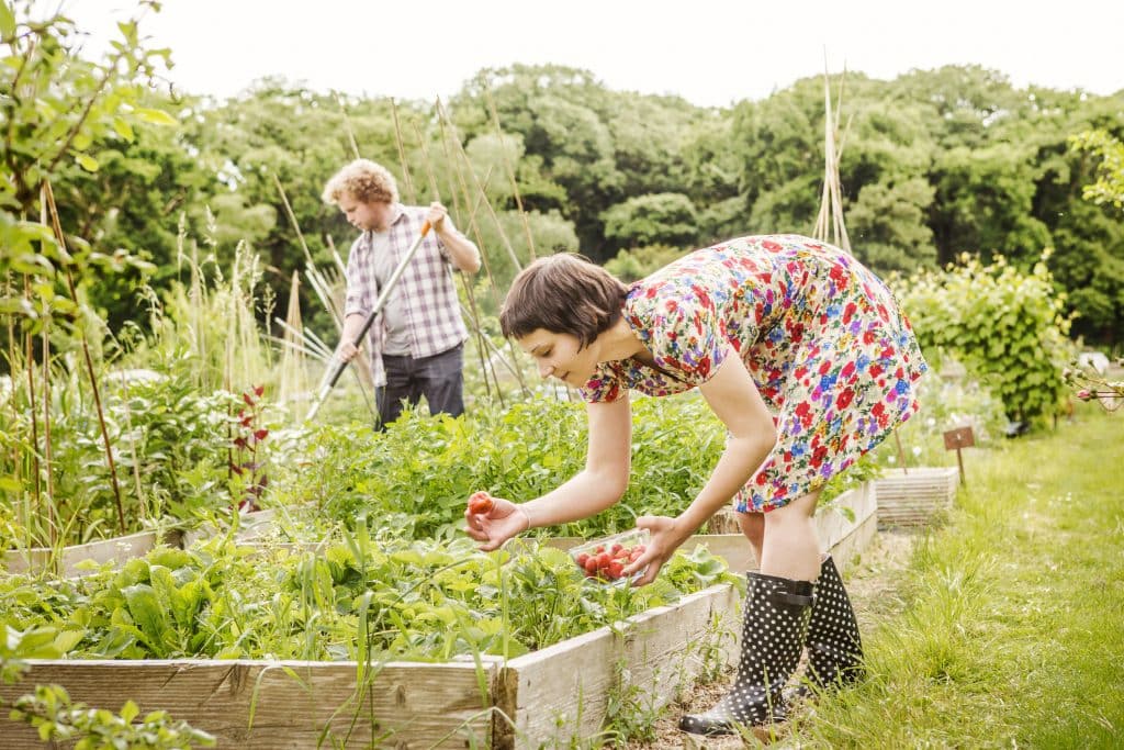 entretien jardin